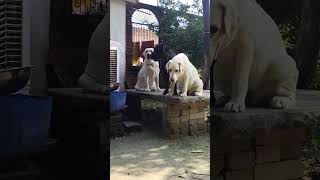 Labour dog Viral video Youtubeshort short video viral [upl. by Eurd559]