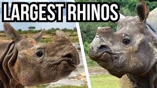 Ranking All 5 Rhino Species From Smallest To Largest [upl. by Aisats294]