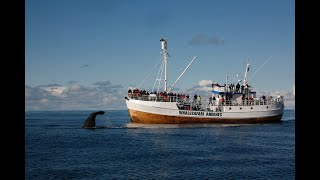 WHALE WATCHING da ANDENES ISOLE VESTERALEN  NORVEGIA [upl. by Templas850]