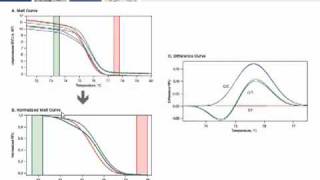 High Resolution Melt Analysis Tutorial [upl. by Hendry411]