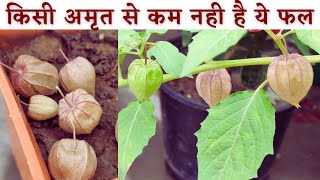 RasbhariCape Gooseberry किसी अमृत से कम नही है इसका फल How to grow golden berryphysalis from seed [upl. by Attelra364]