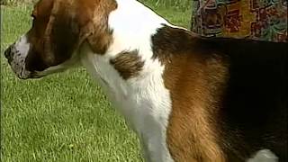 English Foxhound  AKC Dog Breed Series [upl. by Atiuqam]