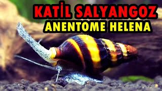 KATİL SALYANGOZ  ANENTOME HELENA  BAKIMI  ÜRETİMİ  BESLENMESİ [upl. by Nnaeiluj528]