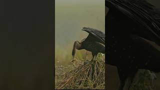 Anhinga  Diving underwater for fish Roraima Brazil [upl. by Olly]