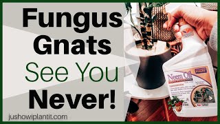 Get Rid Of Fungus Gnats In Indoor Houseplants Kiss Fungus Gnats GOOD BYE [upl. by Morena406]