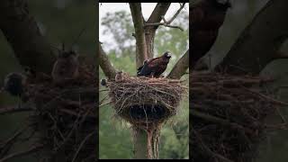 A Live Feed of a Nesting Eagle Familyshortsfeed eagle wildlife trending birds animals shorts [upl. by Akissej]