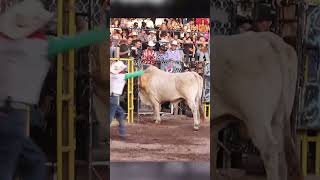 En el jaripeo el valor se monta y la gloria se gana a cada segundo toros montadetoros rodeo [upl. by Ynad]