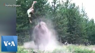 9YearOld Girl Tossed Violently by Charging Bison at Yellowstone [upl. by Acirehs]