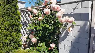 A Shropshire Lad rose David Austin zone 7 08062020 [upl. by Leinahtan]