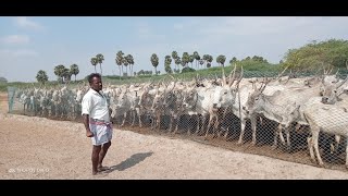 Pulikulam Cattle Herders Documentary movie  MAA [upl. by Kcirdnekal]