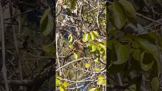 cedar waxwing bird birdswatching birds [upl. by Enamrej]