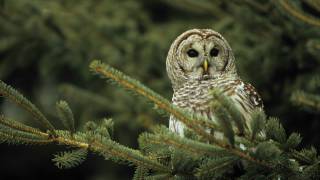 Voices Barred Owl [upl. by Hinch]