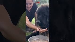 Guardians of the mountains 🏔 dog bigdog dogs animals caucasianshepherd puppy bigdoglovers [upl. by Yekcir]