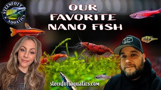 Freshwater Nano Fish Duel  Steenfottaquaticscom [upl. by Allenod]