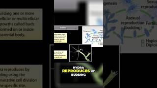 The Fascinating Process of Hydra Budding Explained biology ncertscience ncert ncertsolutions [upl. by Inman74]