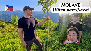 🇵🇭 Molave Tree and Wood Overview Growth after 15 Months Vitex parviflora [upl. by Ilatfen]