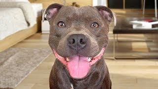 Funny American Staffordshire Terrier Videos [upl. by Ynnus823]