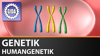 Trailer  Genetik  Humangenetik  Biologie  Schulfilm [upl. by Alfonzo175]