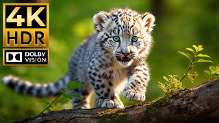 BABY ANIMALS 4K HDR  with Cinematic Sound Colorful Animal Life [upl. by Liatrice409]