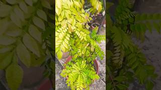 Curry Patta ke plant ko kaise lagaen curry leaves soil mix curryleaf viralvideos trail ytshorts [upl. by Namie]