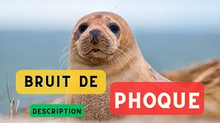 Sons de phoque et description 🦭 Phoque faisant du bruit son phoque bruit de phoque 🦭 [upl. by Ylram]