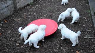 Kuvasz Welpen auf der Balance [upl. by Nosyt]