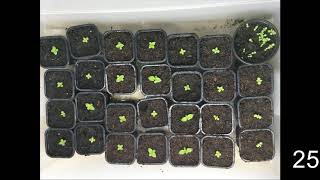 How to germinate Paulownia tree from seeds [upl. by Alboran]