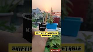 Happy diwali to all viewers Shifting of winter vegetable seedlings wintervegetables winterplants [upl. by Goeselt]