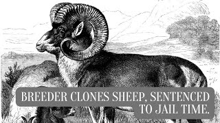 Breeder clones sheep sentenced to jail time [upl. by Annahc]