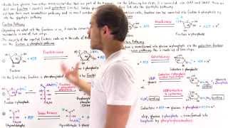 Fructose and Galactose Breakdown Pathways [upl. by Clara]