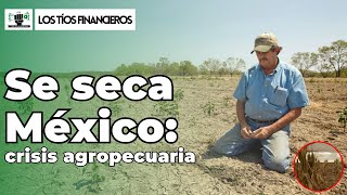 Se seca México crisis agropecuaria  LosTíosFinancieros [upl. by Ralaigh]