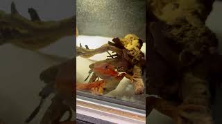 Lagarto laranja Pogona Vitticeps pet petlover pets love [upl. by Chaiken]