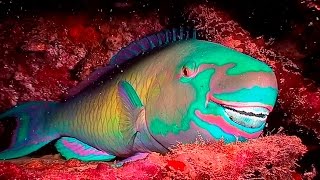 Parrotfish BuckToothed and BeachBuilding Beauties HD  Borneo from Below S01E21  SZtv [upl. by Rakel273]