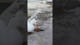 white duck biting brown duck [upl. by Mosi54]