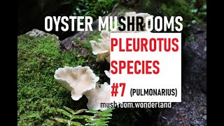 OYSTER MUSHROOMS Species 7 Find and Cook [upl. by Manwell]