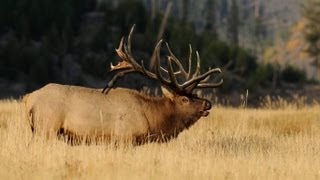 500quot WORLD RECORD Elk quotSpyder Bullquot Entire Hunt  MossBack [upl. by Elokkin]