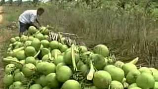 Unidade de Beneficiamento da Casca do Coco Verde em ParaipabaCE [upl. by Eicyaj]