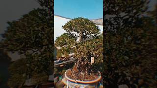 IMPRESIVE BUXUS BONSAI by Bonsai Curitiba bonsaitree art plants nature jardim [upl. by Hgielhsa]