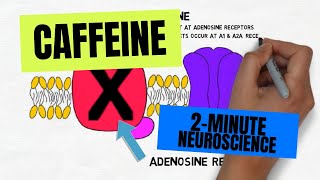 2Minute Neuroscience Caffeine [upl. by Godiva223]