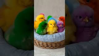 Colorful chicks chirpingBaby chicken colorfulchick cuteanimals birds youtubeshorts [upl. by Weidman]