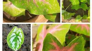 How to Growplantcare and potting of caladium tubersAll u need to know about the plant☘️☘️☘️☘️ [upl. by Oribelle966]