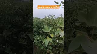 આવો કપાસ હોવો જોઇએ khedut કિસાન kapas [upl. by Rothberg943]