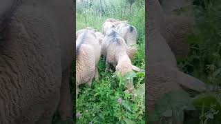 viralshorts sheep for bakra eid [upl. by Lleuqram]