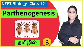 Parthenogenesis and its Types  Class 12 Biology  தமிழ் [upl. by Gnuy]