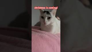 merry early christmas 🎄 merrychristmas christmas christmassongs christmasmusic cat [upl. by Eirual]