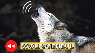 Wolfsgeheul 🐺 wolfsgeheul vollmond [upl. by Nanni]