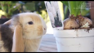 CONEJOS  El conejo y las plantas tóxicas ¿Qué plantas no puede comer [upl. by Patience]