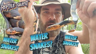 Broadbanded Water Snakes  Dekays Brownsnake  Wounded Copperhead and more [upl. by Godric117]