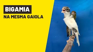 BIGAMIA DE CANÁRIO NA MESMA GAIOLAninhodocanario [upl. by Amalberga]