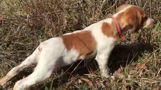 Epagneul Breton  A Hunting Dog Part 1 The Beginnings [upl. by Enehs]